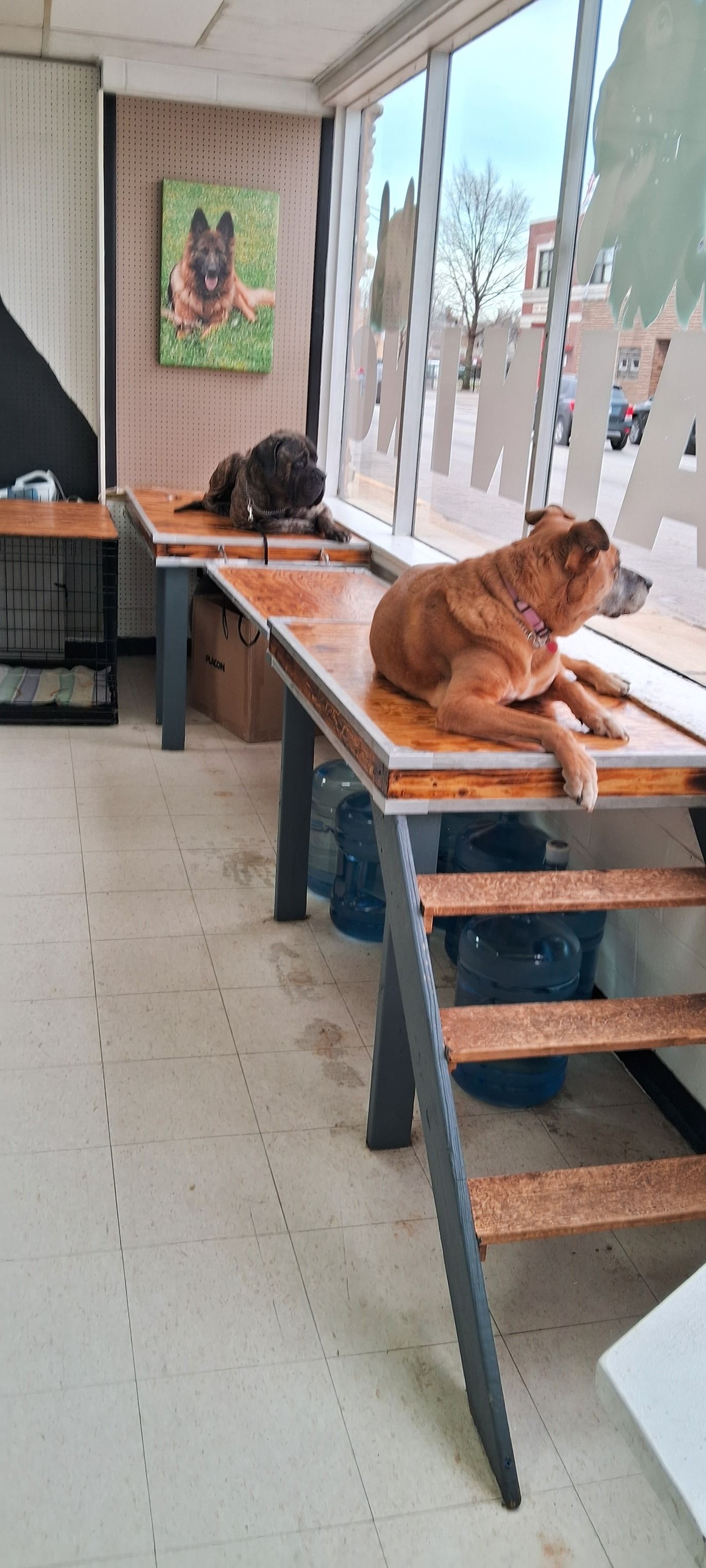 Two dogs rest calmly on raised wooden platforms inside a dog training facility, looking out large front windows, demonstrating place training, impulse control, and relaxed behavior indoors during class session.
