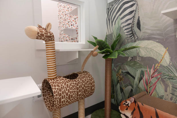 Images Cozy Cat Suites