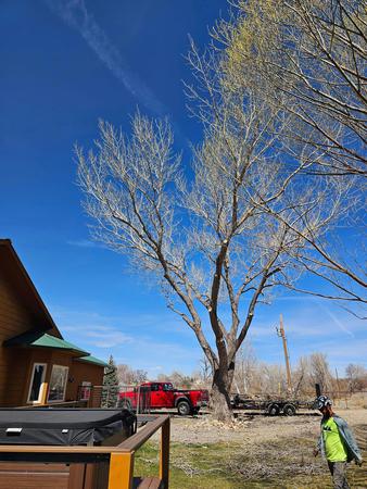 Images H & S Tree Care