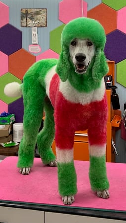 Images Dragonfly Dog Grooming LLC