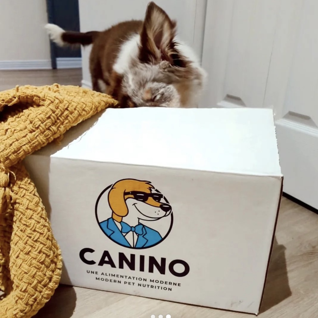 Images Canino