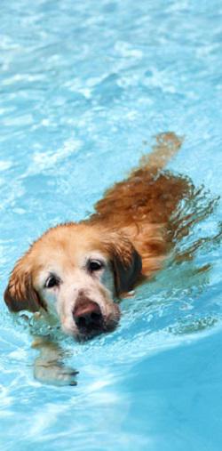 Bilder Dogvitality - Praxis für Hundephysiotherapie