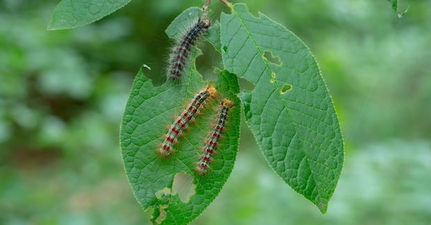 Images NJ Pest Control