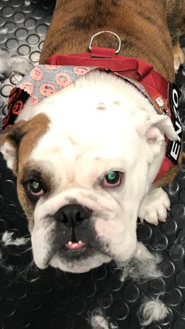 doggone-it!