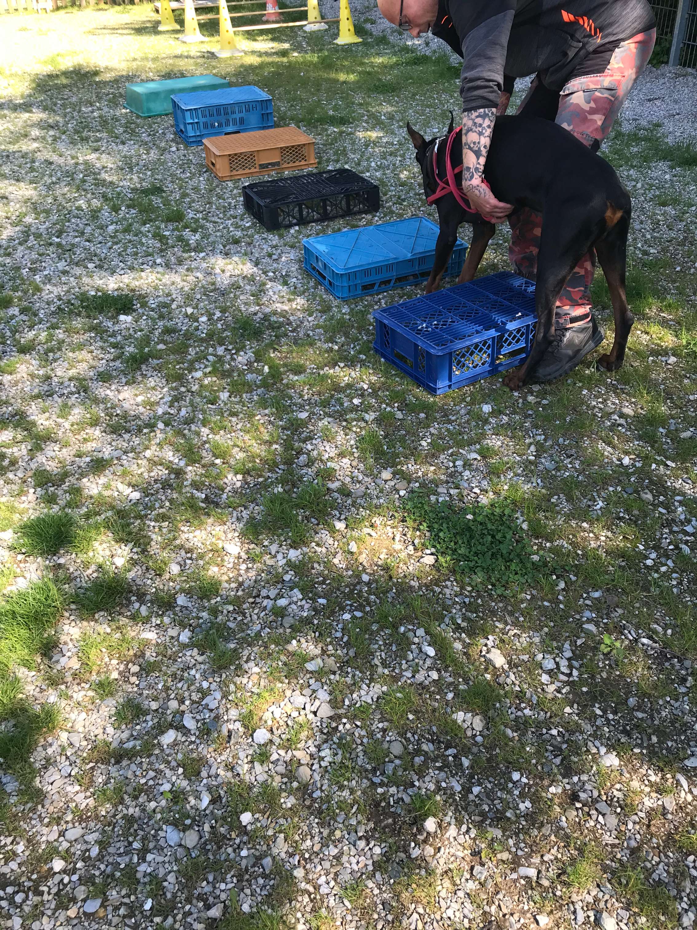 Hundeschule Wauschlau, Brukenthalstraße 4 in München