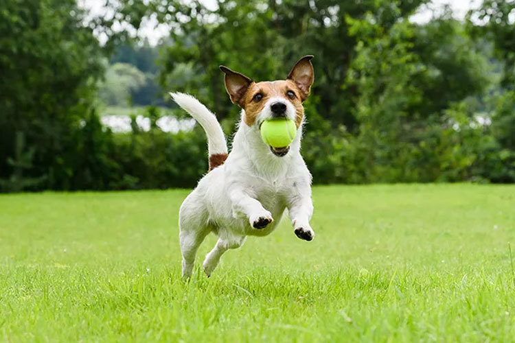 Images Thorsheim Hundehotell