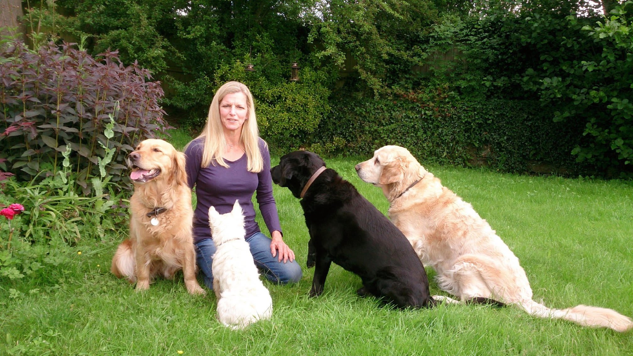 Focussed Instruction for Dogs and Owners Monmouth 07974 444082
