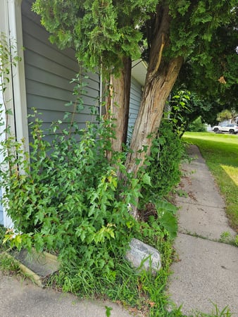 Images Clear Choice Services, LLC