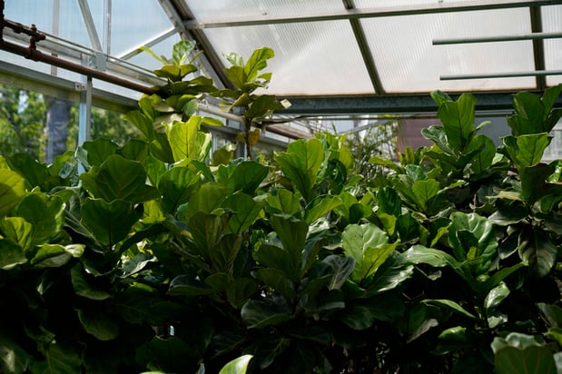 Images Mahoney's Garden Center