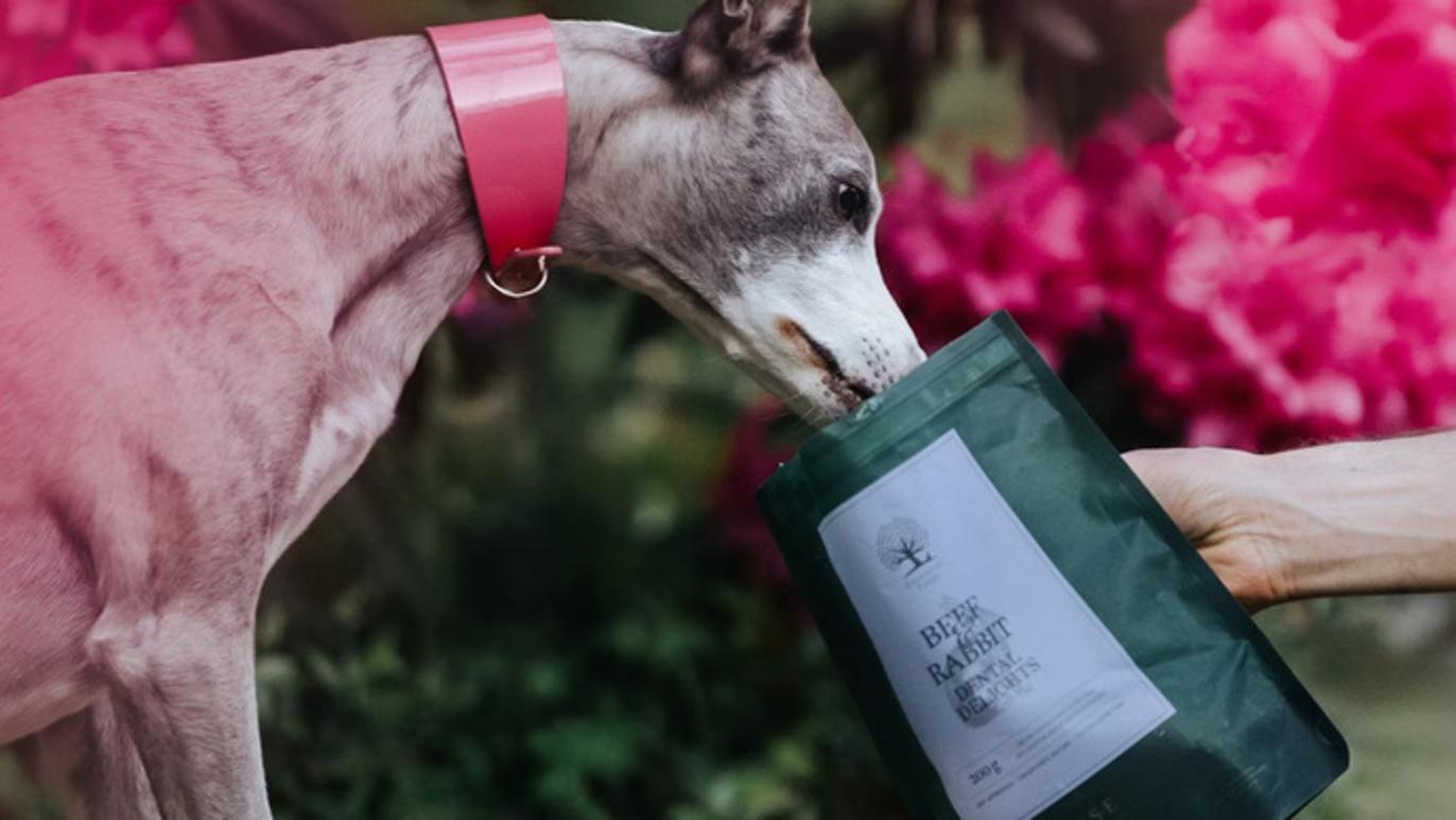 Images Del Mar Dogs - Hundbutik Göteborg