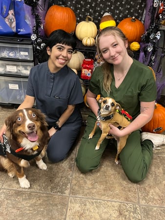 Images VCA All Pet Animal Hospital/Taylorsville