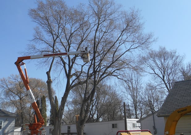 Images Wellman Tree Service