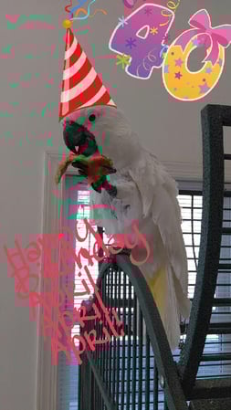 Images Danville Area Humane Society