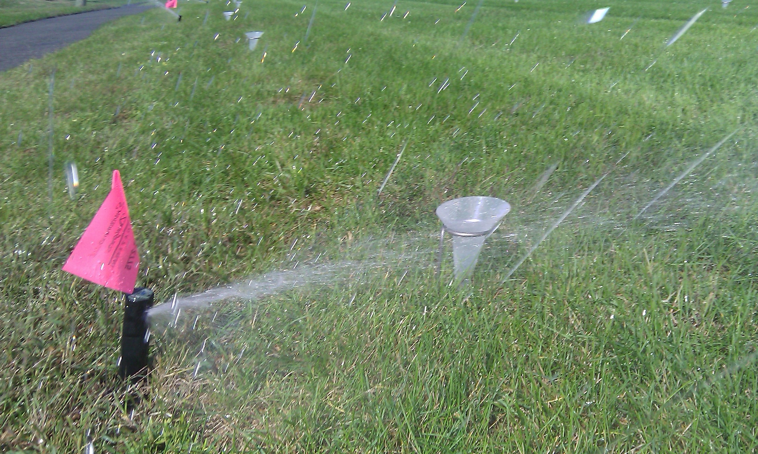 An active lawn sprinkler head spraying water on grass next to a pink marking flag during an irrigation system audit.