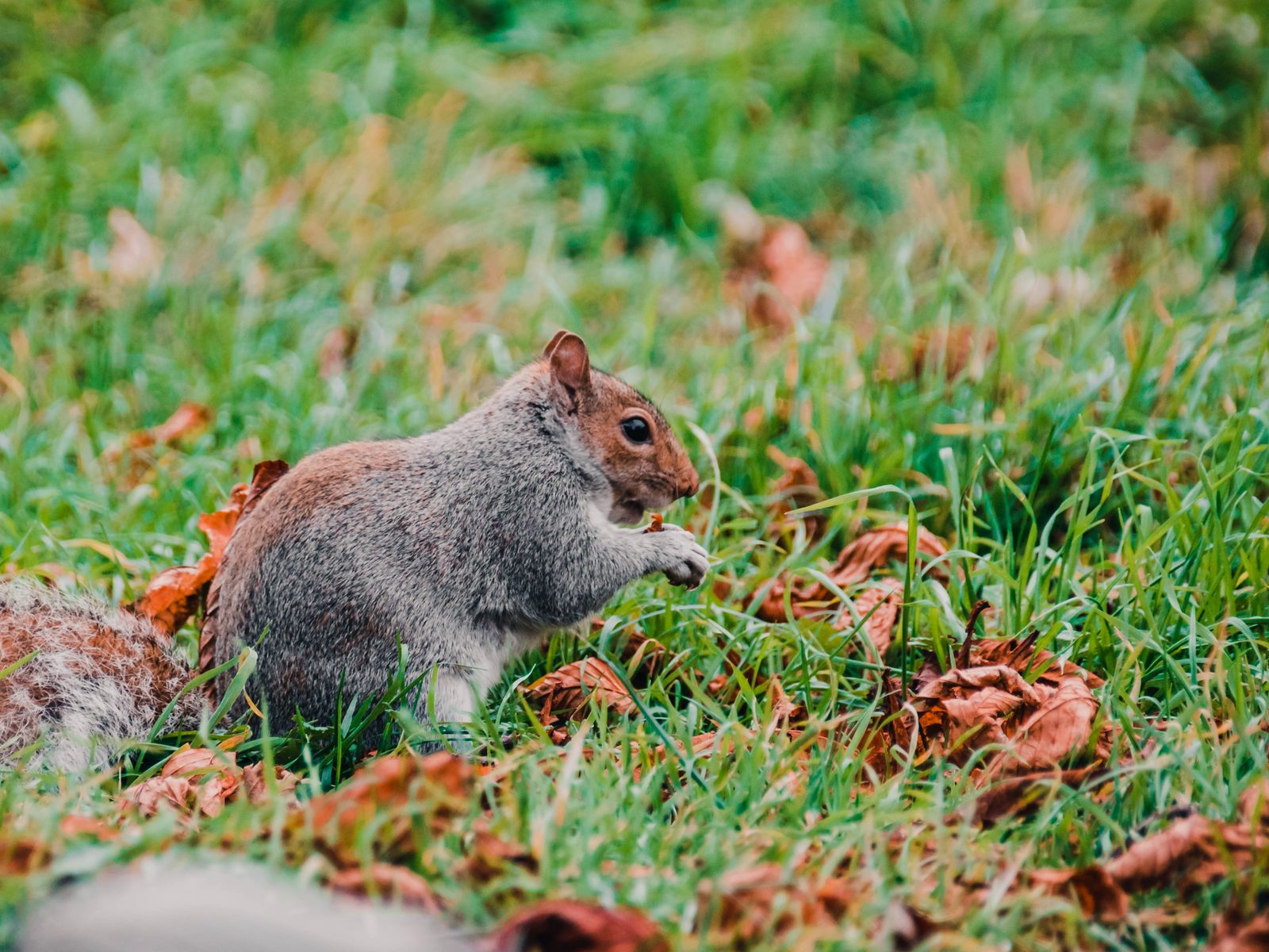 Urban Wildlife Solutions