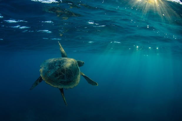 Images Hawaii Ocean Adventure Tours