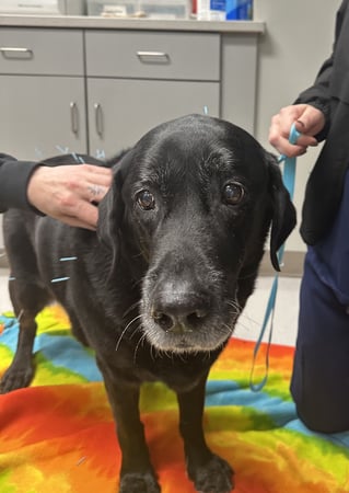 Images Shrewsbury Animal Hospital