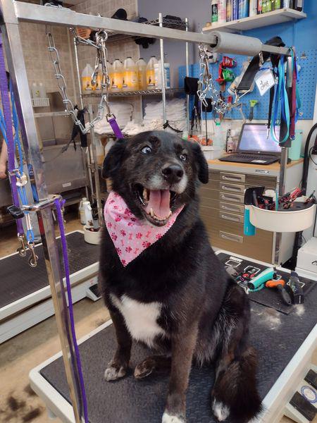Images Luna's Dog Grooming Salon