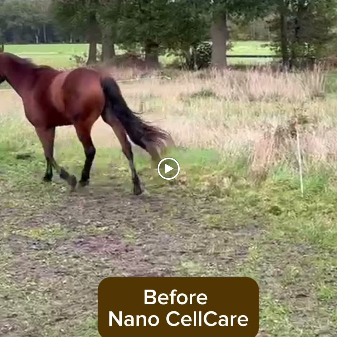 NANO Center CellCare therapie Bioresonanz Daniela Siegmund in Essen