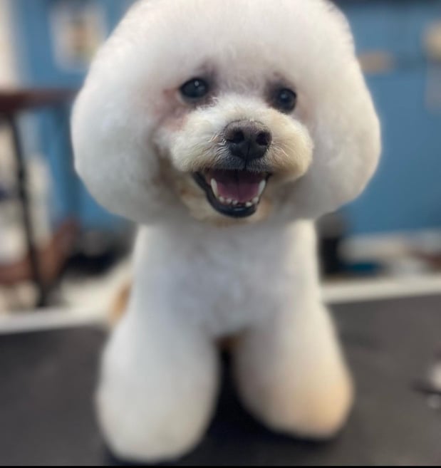 Images San Diego Grooming Academy
