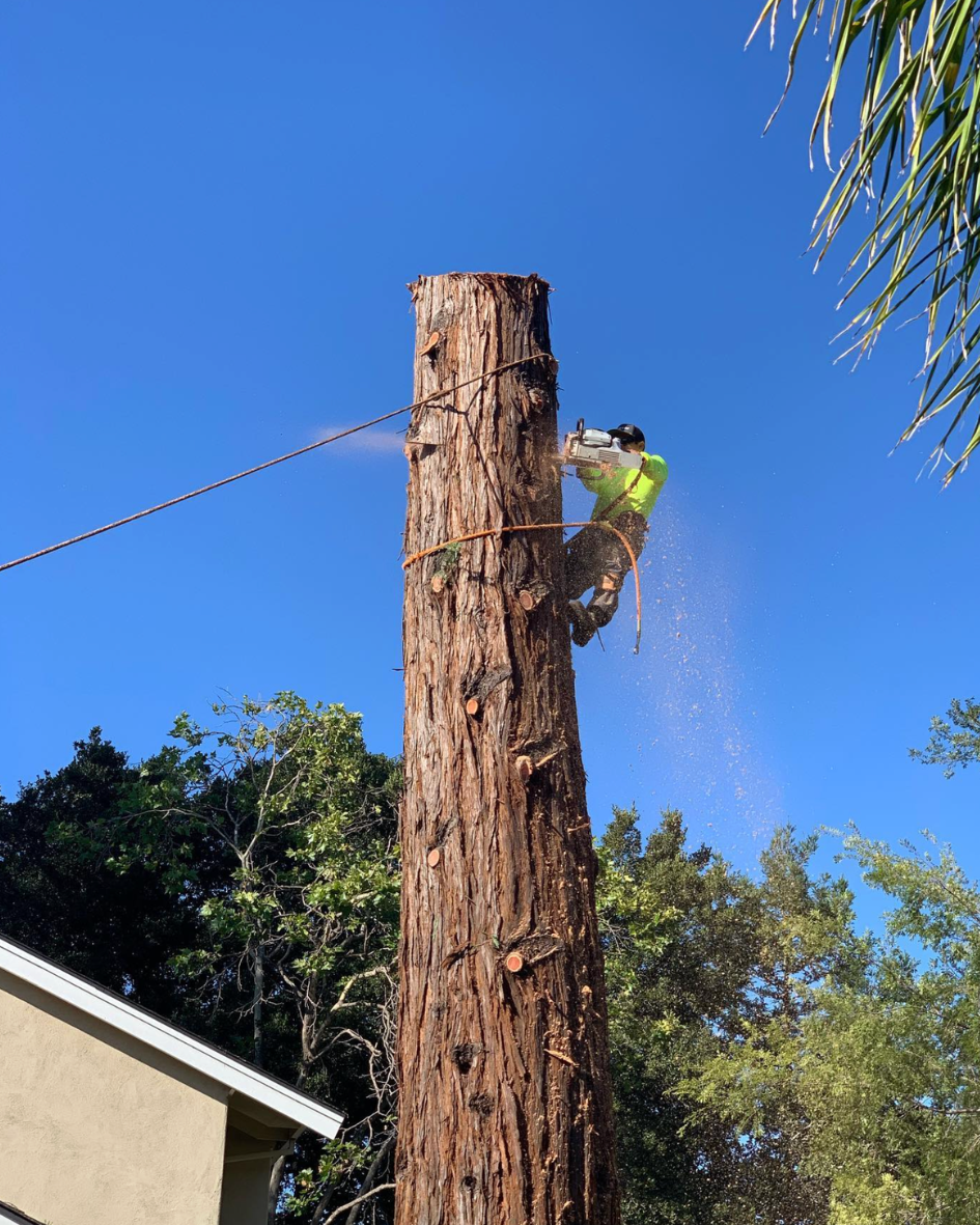 Majestic Tree Service