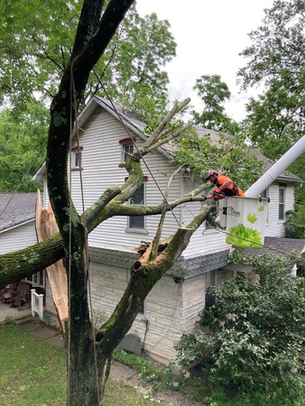 Images Friendly Tree Service Inc