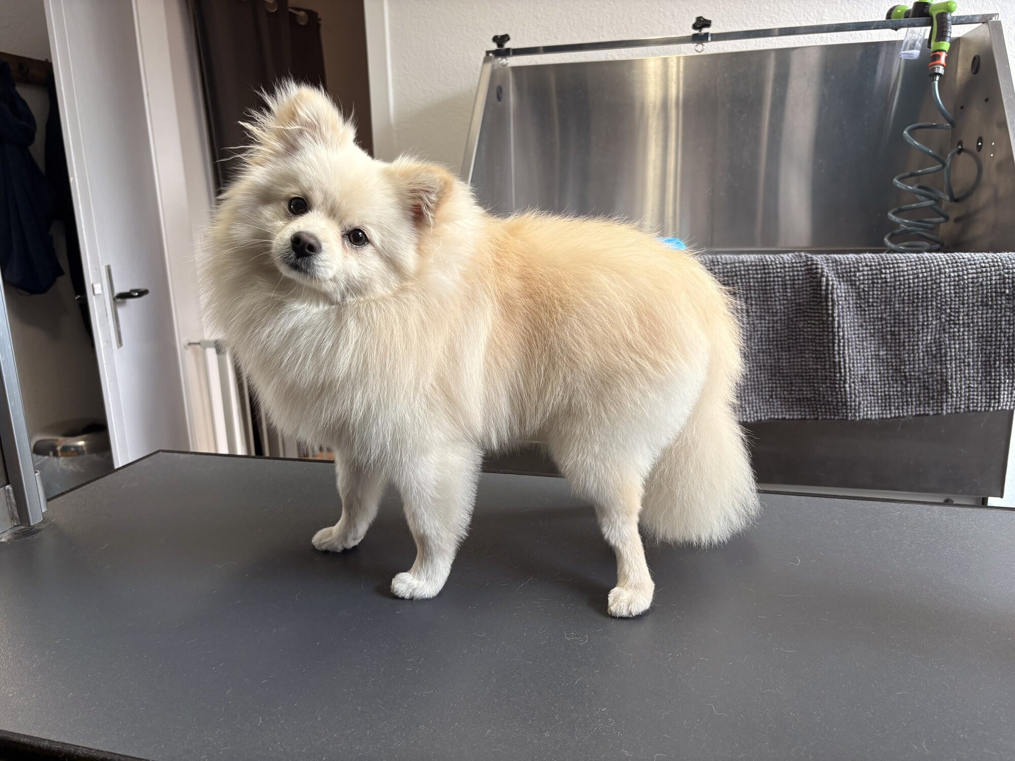 Artgerecht-dogspa, Gereonstraße 10 in Willich