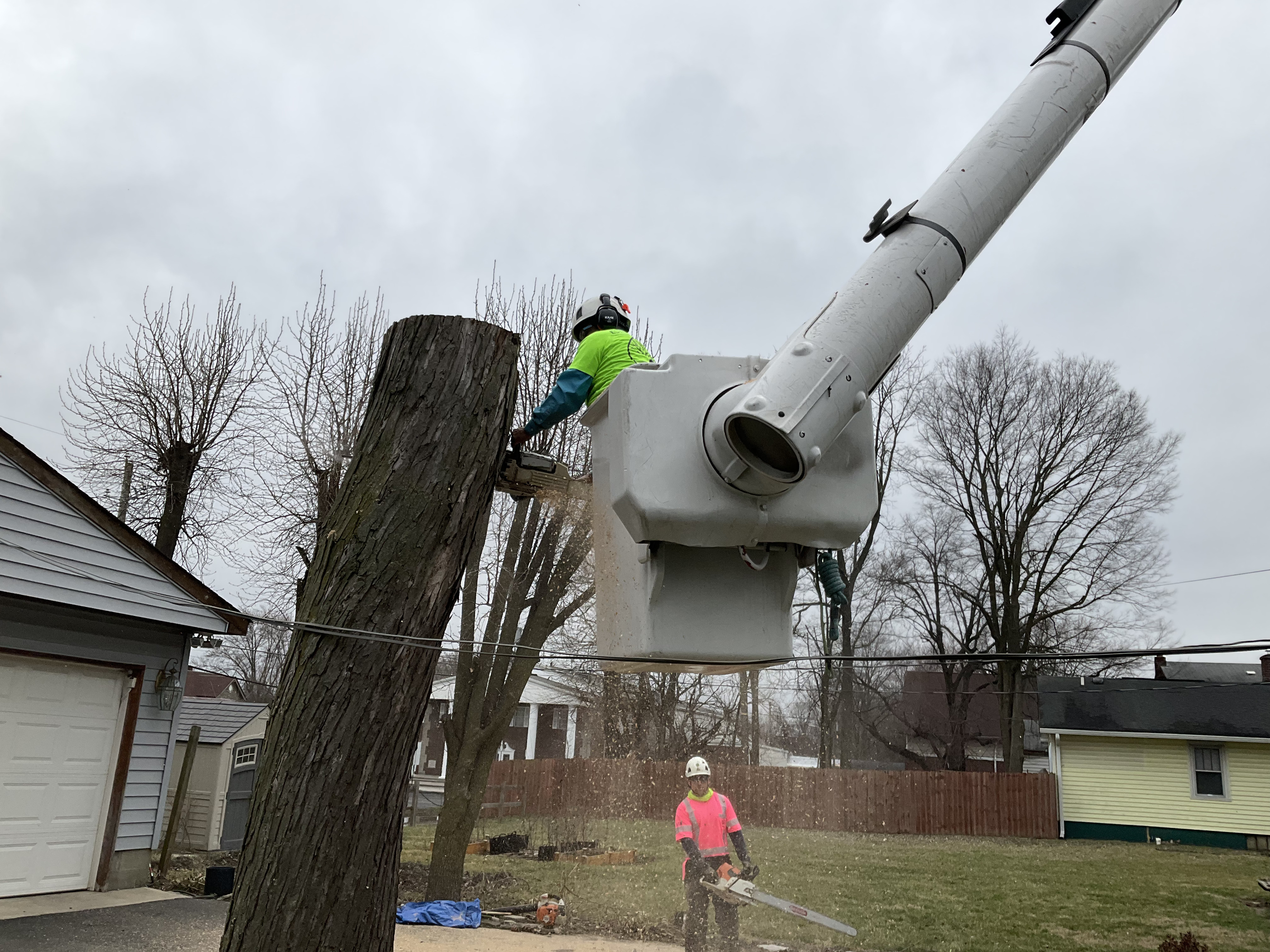 A Tree's Worth Tree Care LLC Image