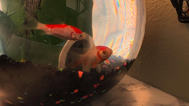 Images Valerie Olsen Feliciano - State Farm Insurance Agent