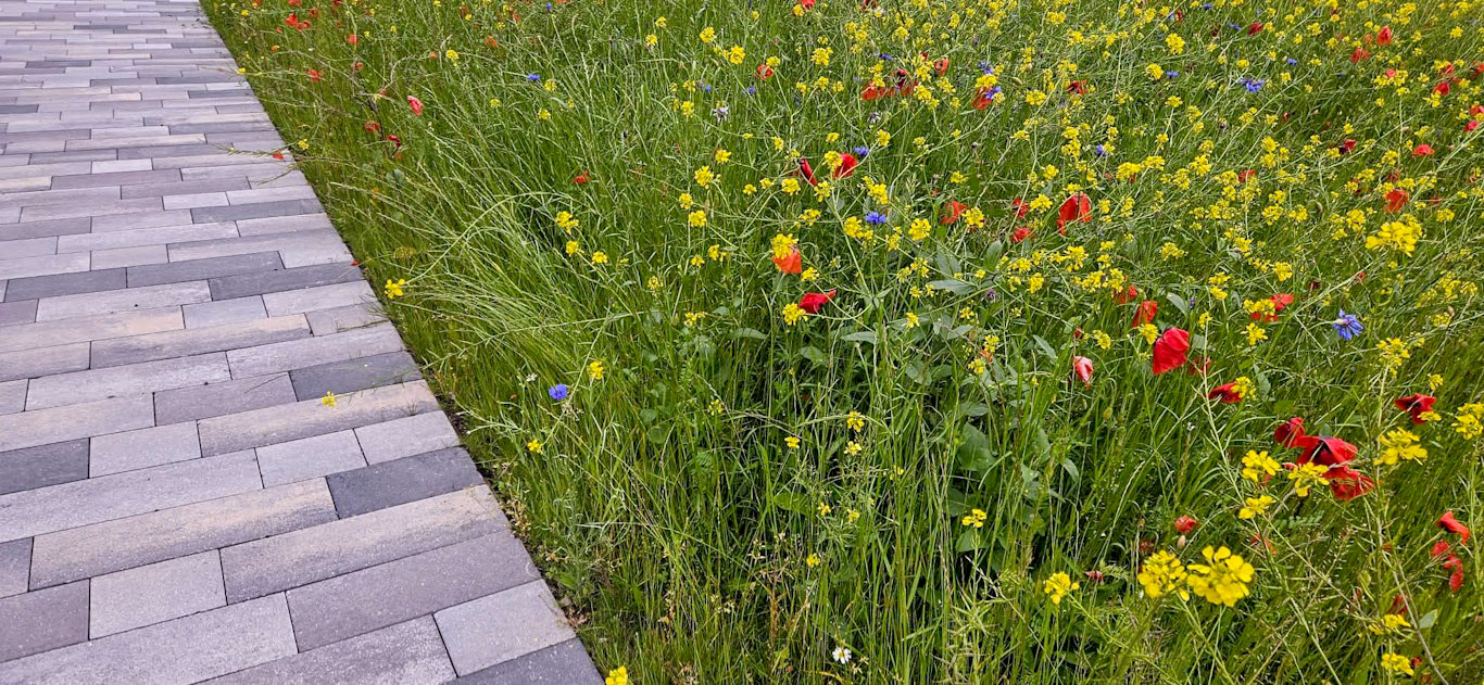Bilder hollenstein blumengarten ag-Blumenshop-Gärtnerei-Gartenbau-Unterhalt-Grabpflege