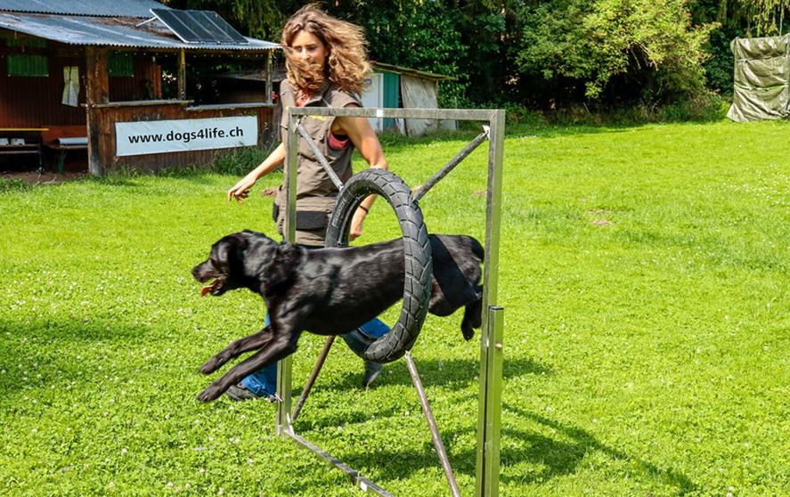 Bilder Hundeschule DOGS4LIFE.CH