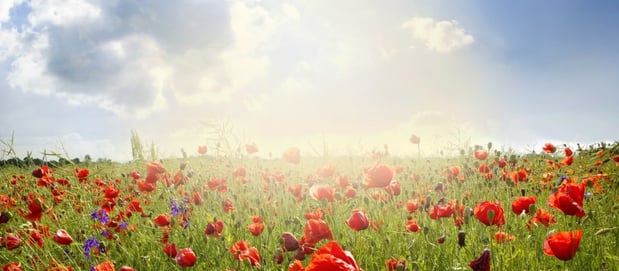 Images Tony & Joe's Landscaping Services