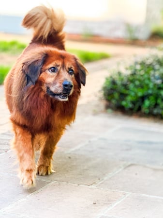 Images Floral Parkway Animal Hospital