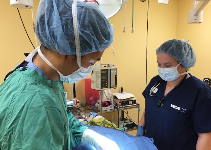 Dr. Thay and Michelle performing a spay VCA Stirling Square Animal Hospital Hollywood (954)947-6331