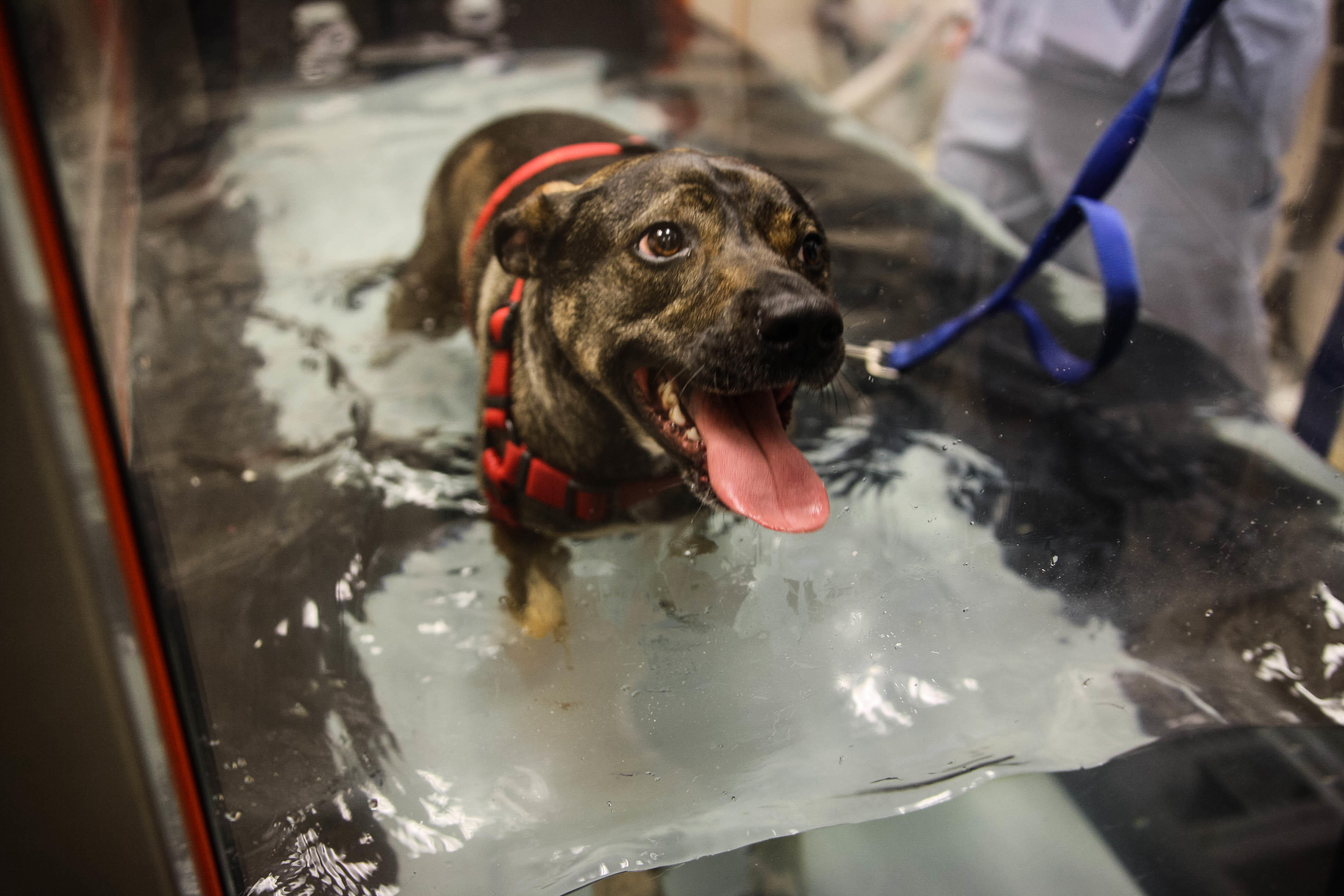 The underwater treadmill relies on the therapeutic effects to provide physical rehabilitation, weigh Calusa Veterinary Center Boca Raton (561)999-3000