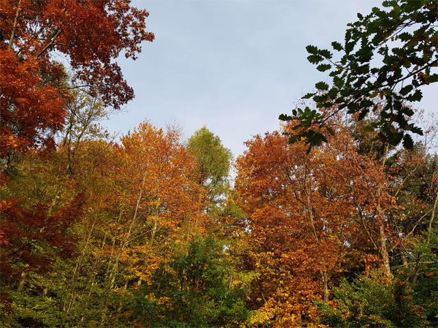 konsequenzer, Hänferstraße 35 in Achern