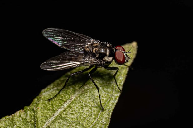 Images Nextgen Pest Solutions