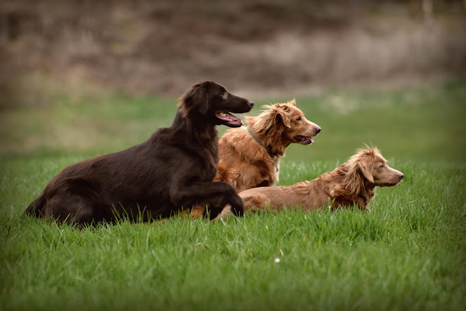 Bild 1 Hundezentrum Colombo in Welden