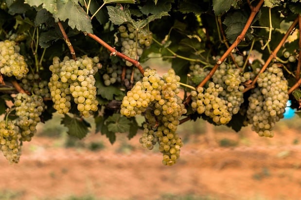 Images Robert Clay Vineyards Estate Winery & Tasting Room