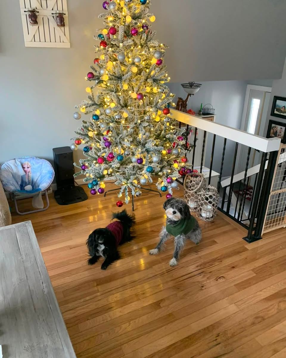 National Dog Day may have been yesterday, but it is never too late to celebrate our amazing team members and their furry companions. Check out these adorable photos of our canine sidekicks who brighten our days at work