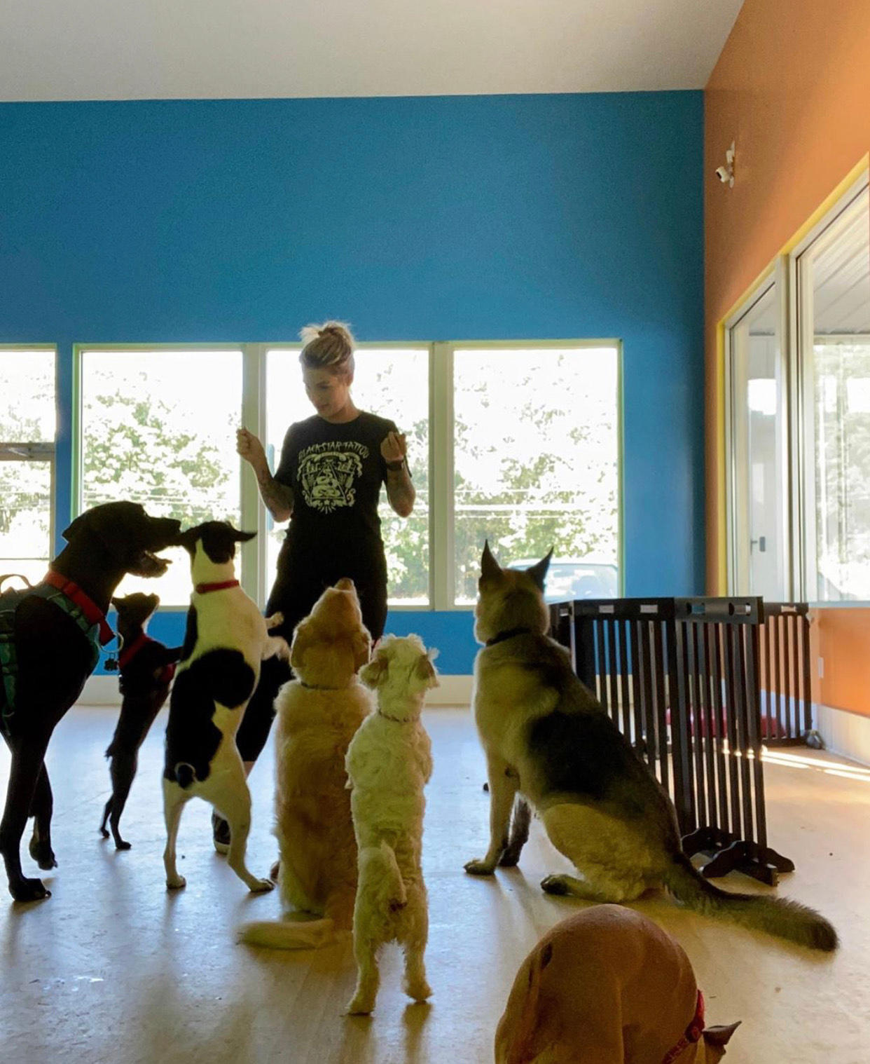 Give your dog the opportunity to socialize and exercise at Pups Playhouse in Wexford, PA, with our Dog Daycare services. Our supervised playgroups and spacious facilities provide a safe and fun environment for your canine companion to make new friends and burn off energy.