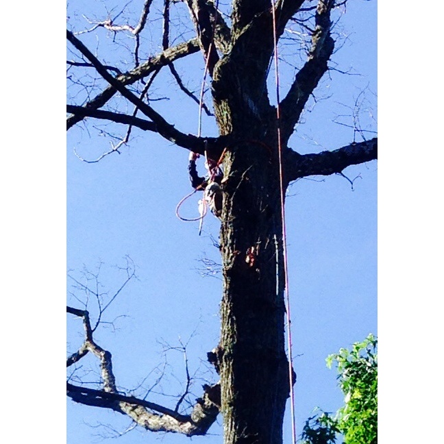 Tree Services