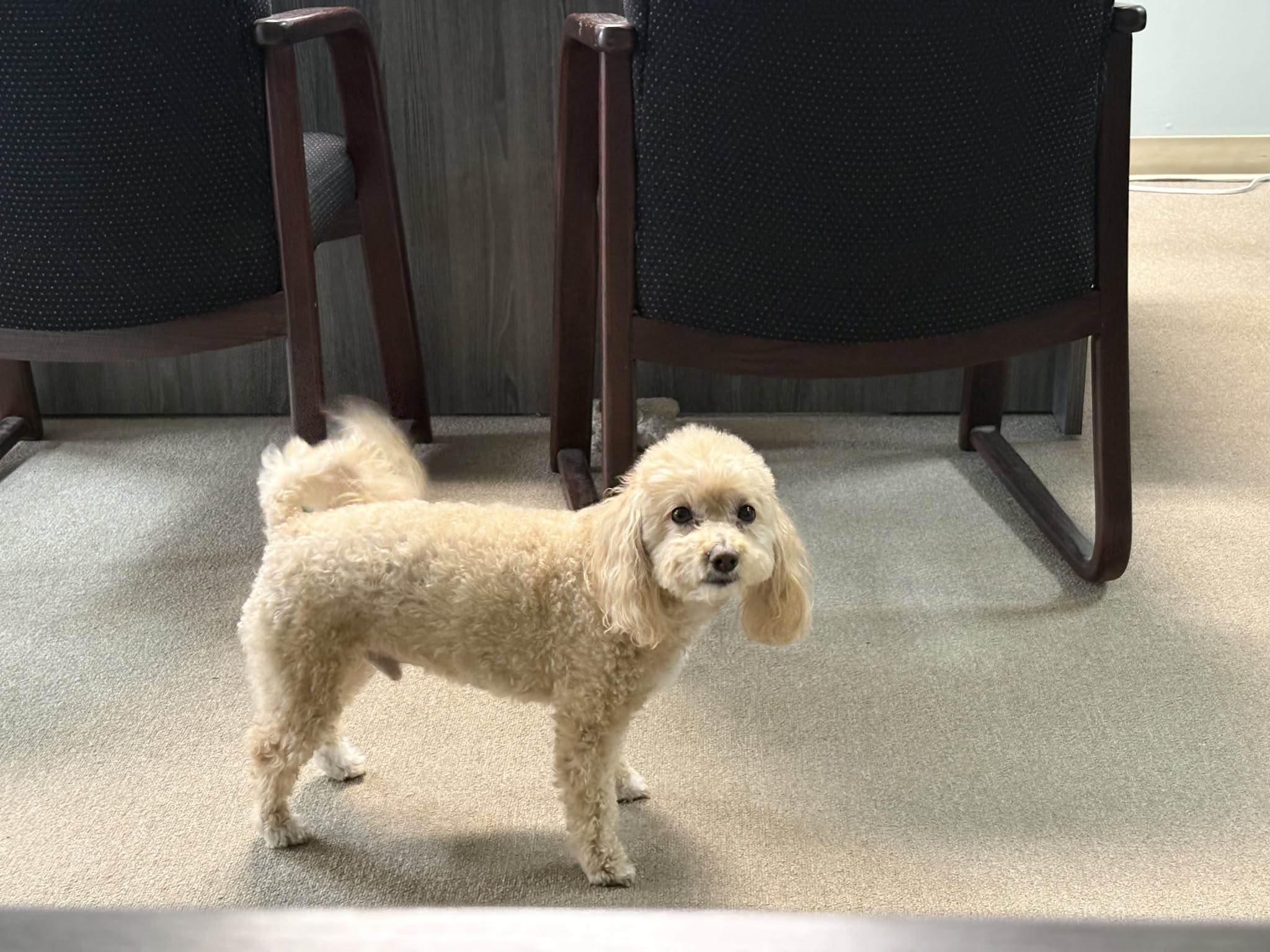 National Dog Day calls for extra ear scratches for Agent Brody. We love the cheerful office moments  