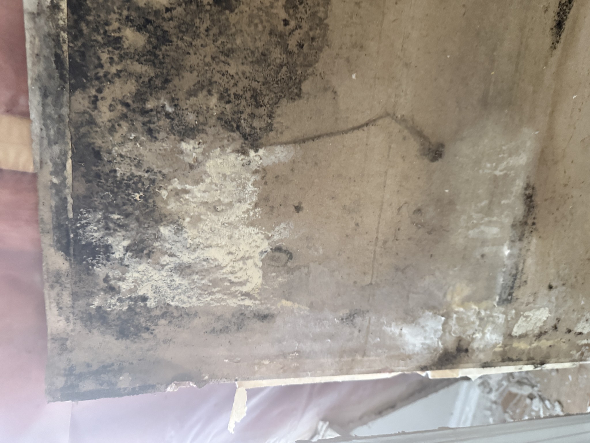long term mold growth on drywall
