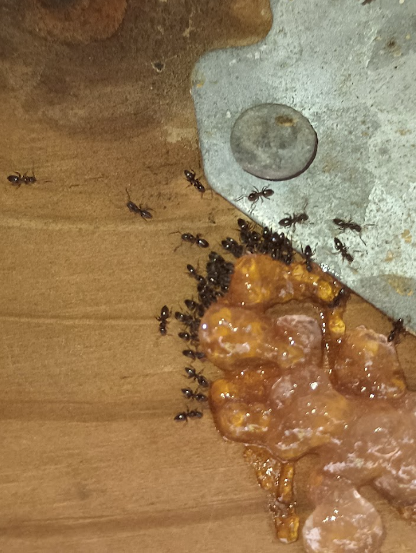 Images Aim Pest Solutions