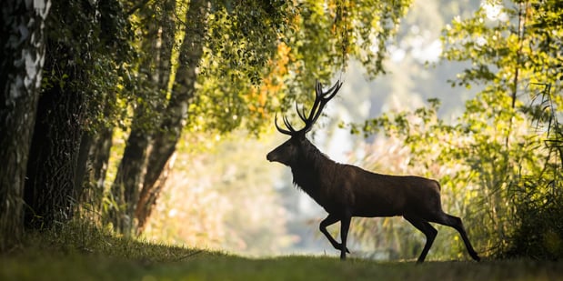 Images Holiday Inn West Yellowstone by IHG