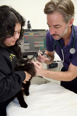 Images VCA McClave Animal Hospital