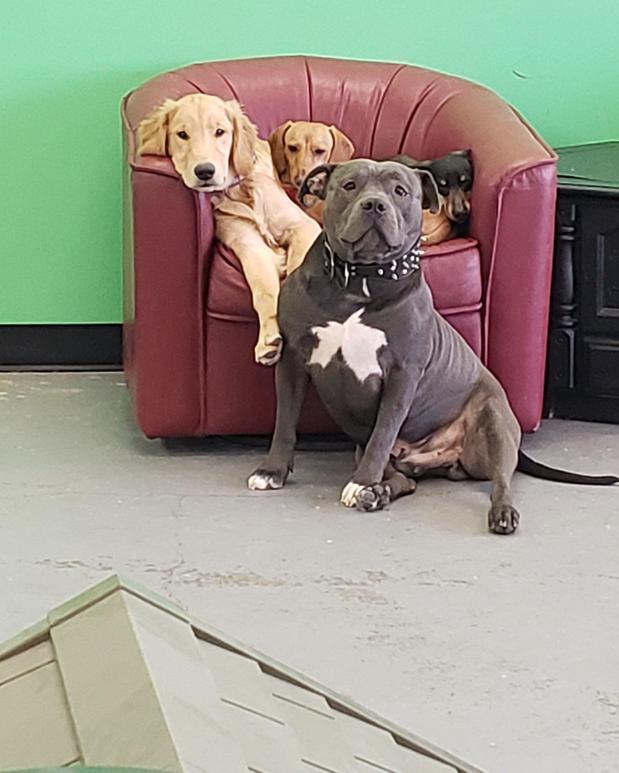 Images Highland Pets