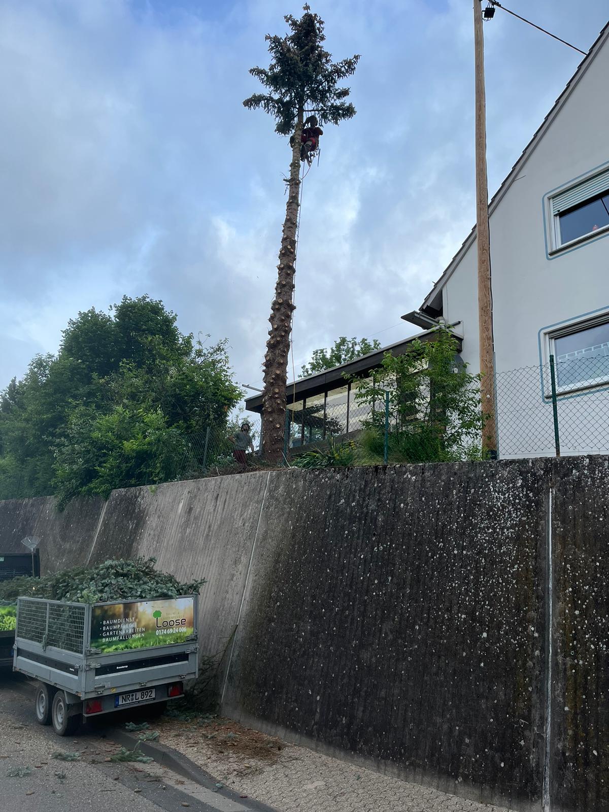 Baum- & Gartenpflege Loose in Melsbach