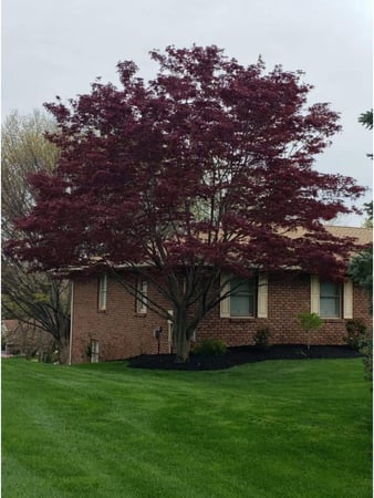 Images Jorge's Tree Service, LLC